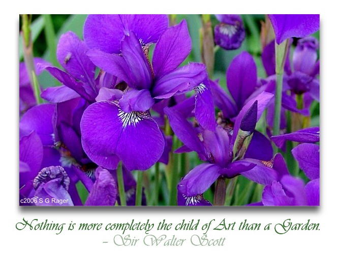 Purple Iris