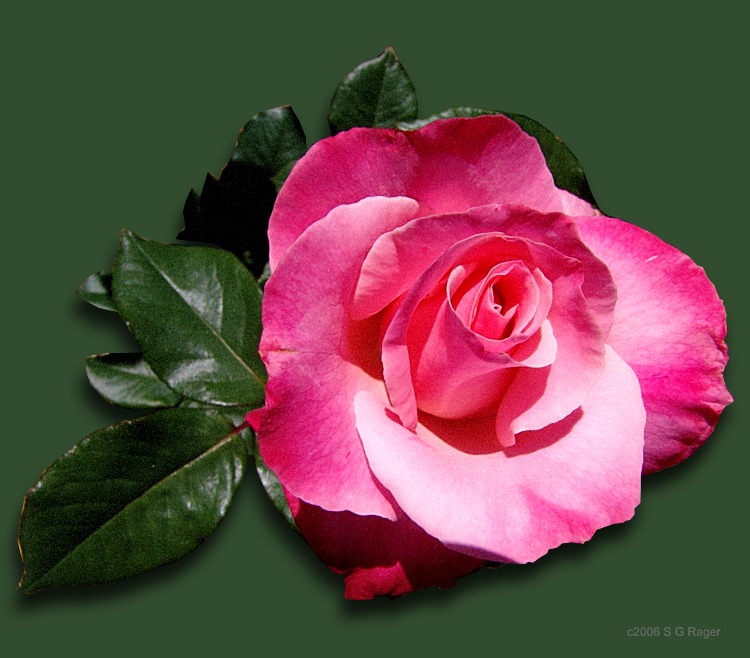Perfect Pink Rose