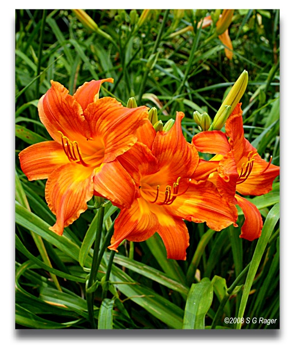 Bright Orange and Yellow Lilies