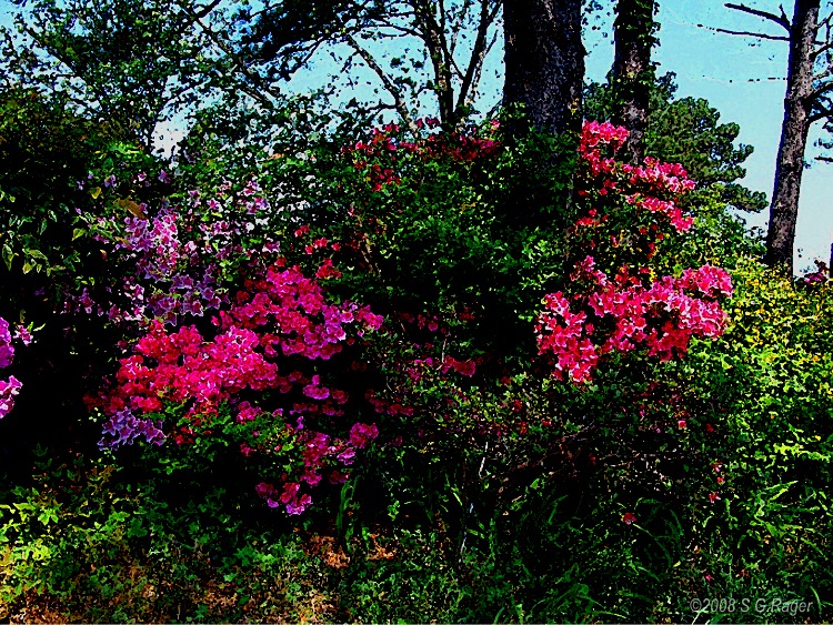 Brightly Colored Azaleas with Greenery