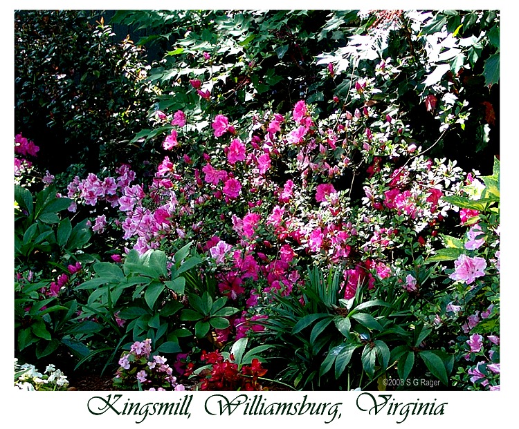 Flowers at Kingsmill, Williamsburg, Virginia