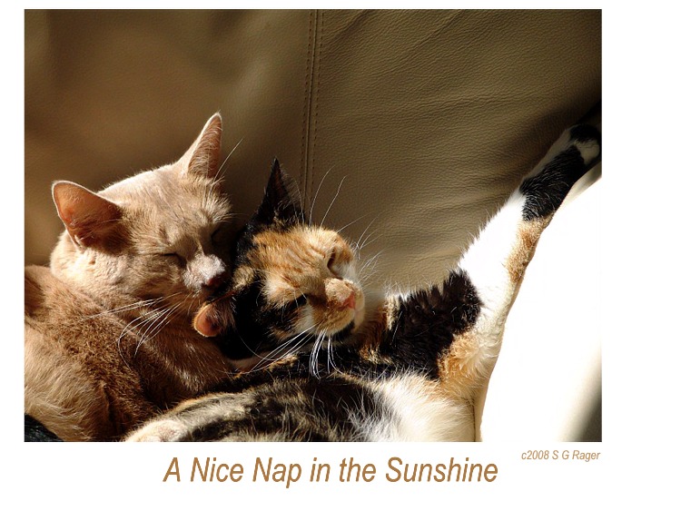 A Nap in the Sunshine