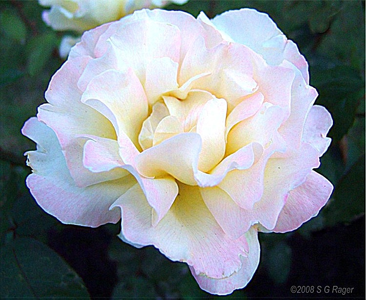 Single pale rose . . . 