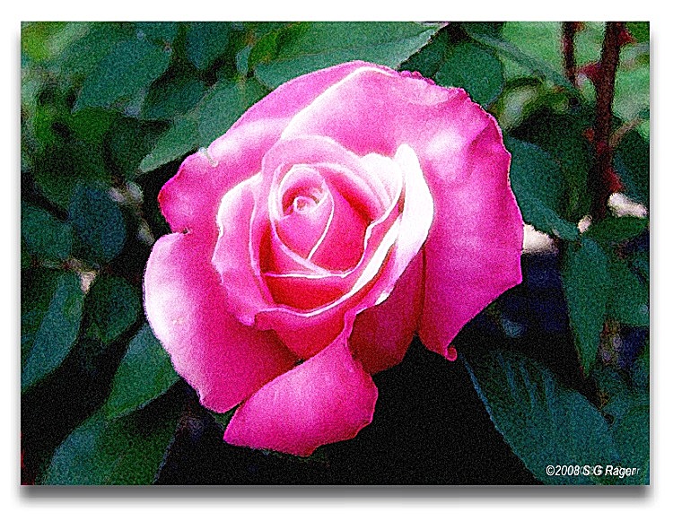 Pink "glow" rose