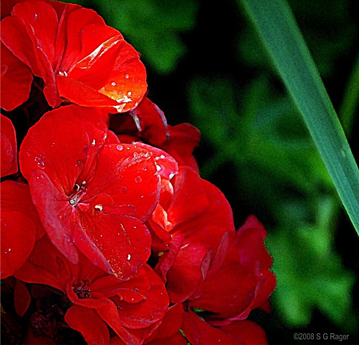 Red Geraniums from the Law Office, Coles Point, Virginia