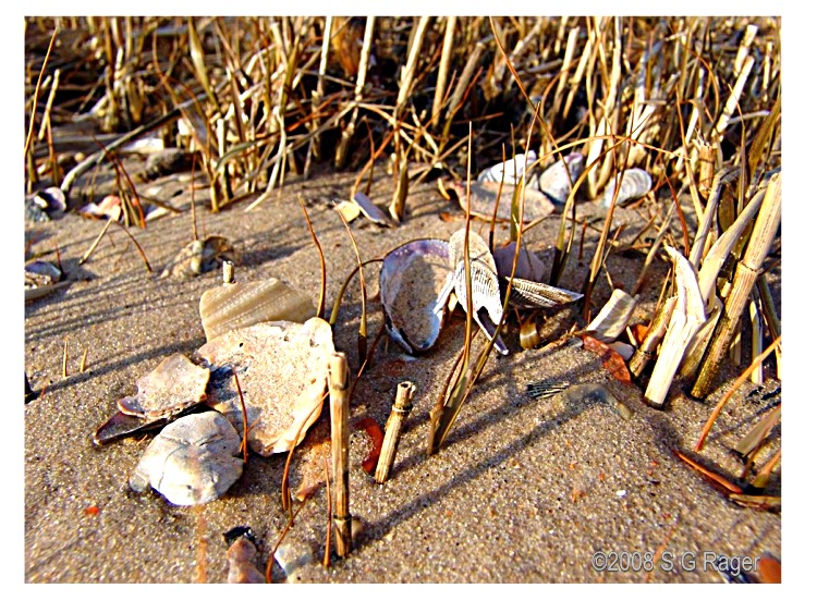 Shells among the beach grass . . .