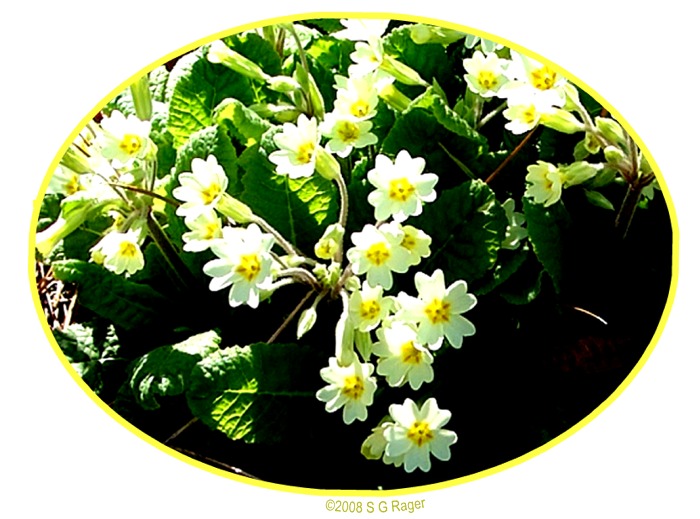 Yellow and White Flowers, Fresh for Spring